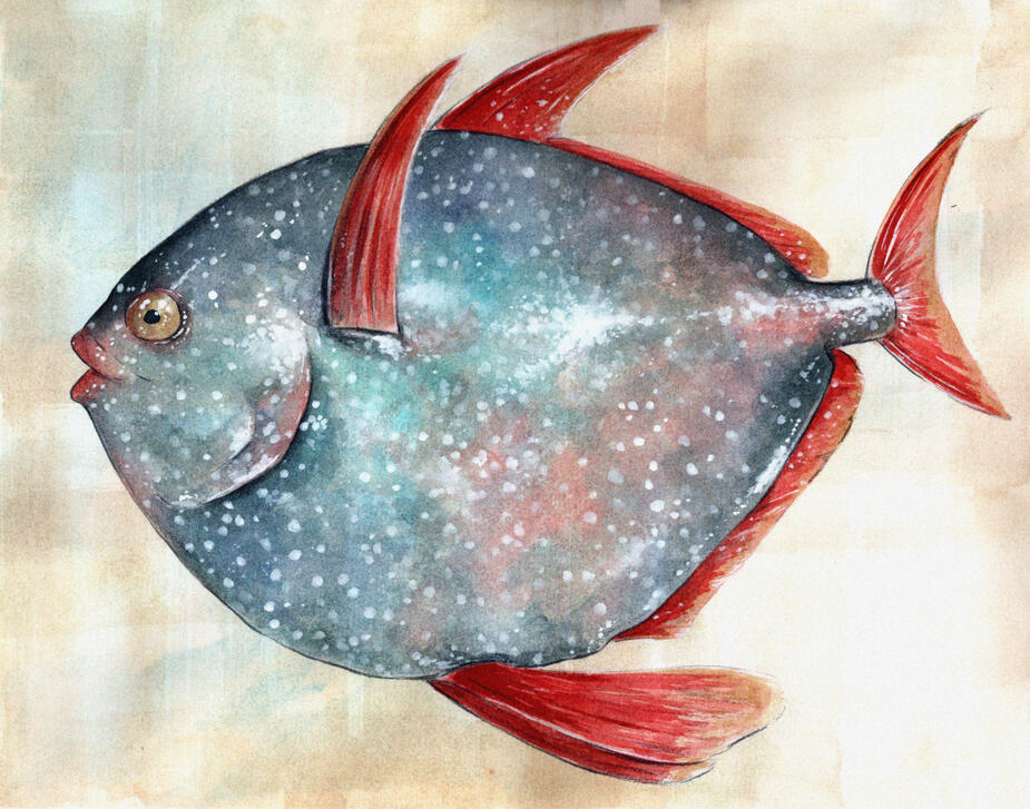 opah